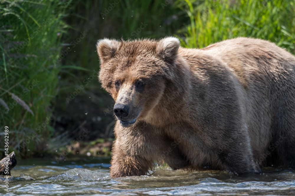 Alaskan brown bear in river Alaskan brown bear in river