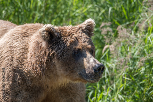 Alaskan brown bear in the woods