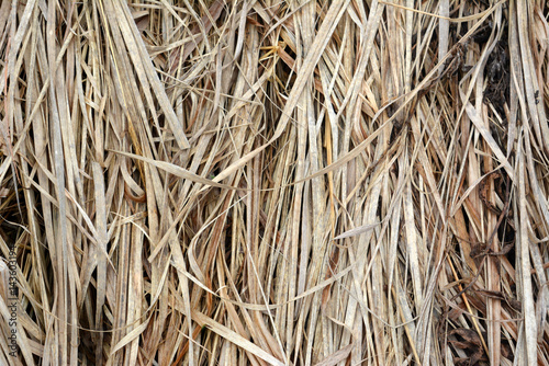 Dry grass, floral texture, background  © alex2016