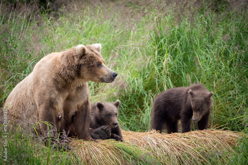 Fototapeta premium Alaskan brown bear sow with cubs