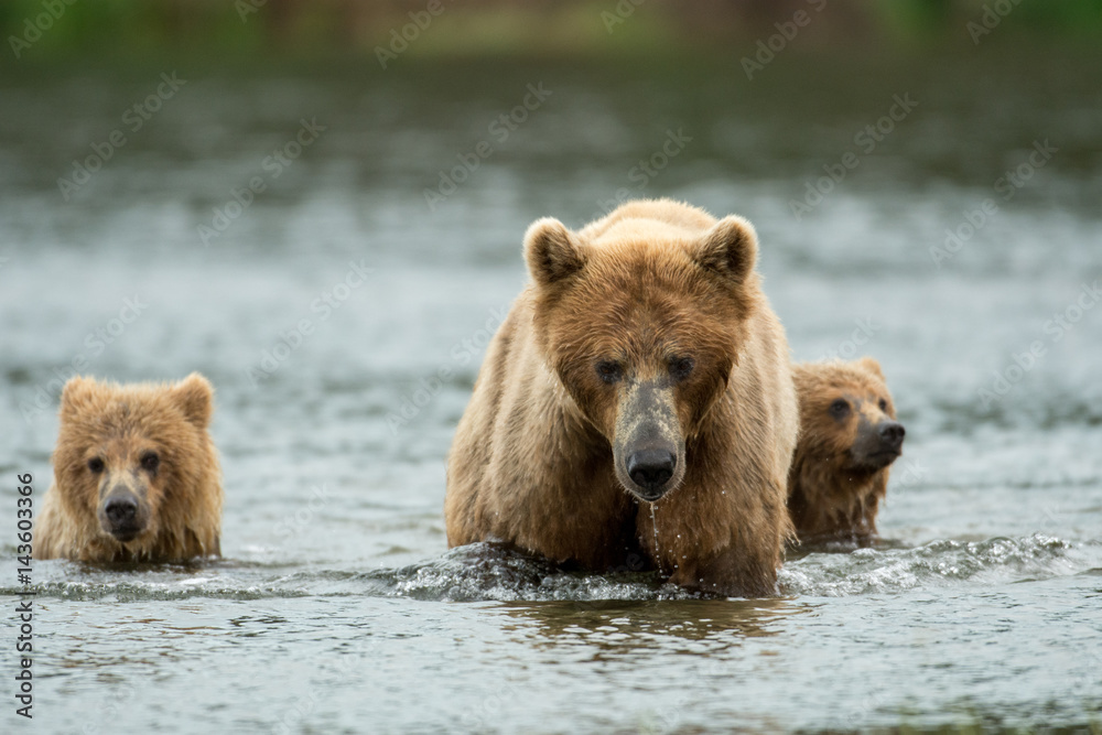 Fototapeta premium Alaskan brown bear sow and cubs
