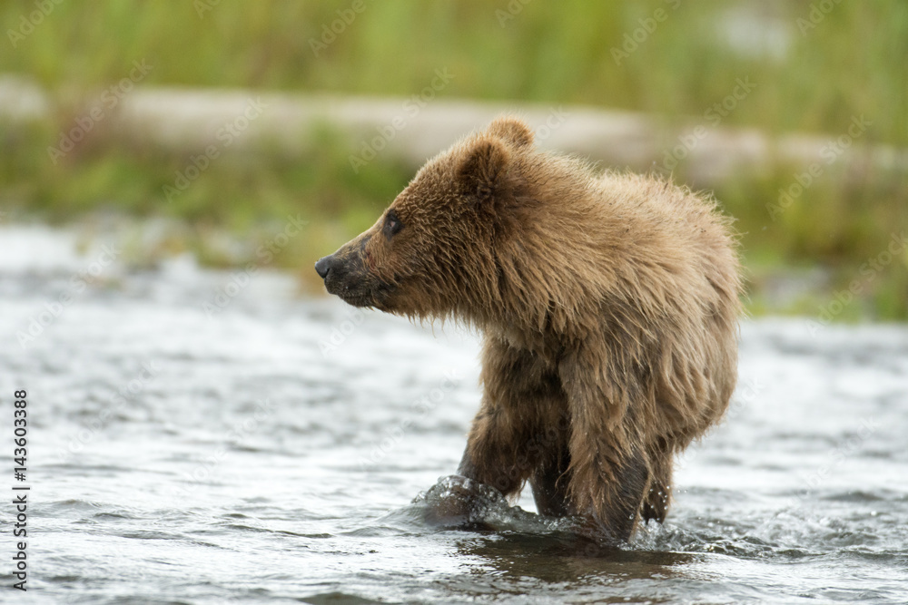 Alaskan brown bear cub Alaskan brown bear cub