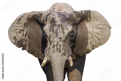 African bush elephant portrait isolated in white background