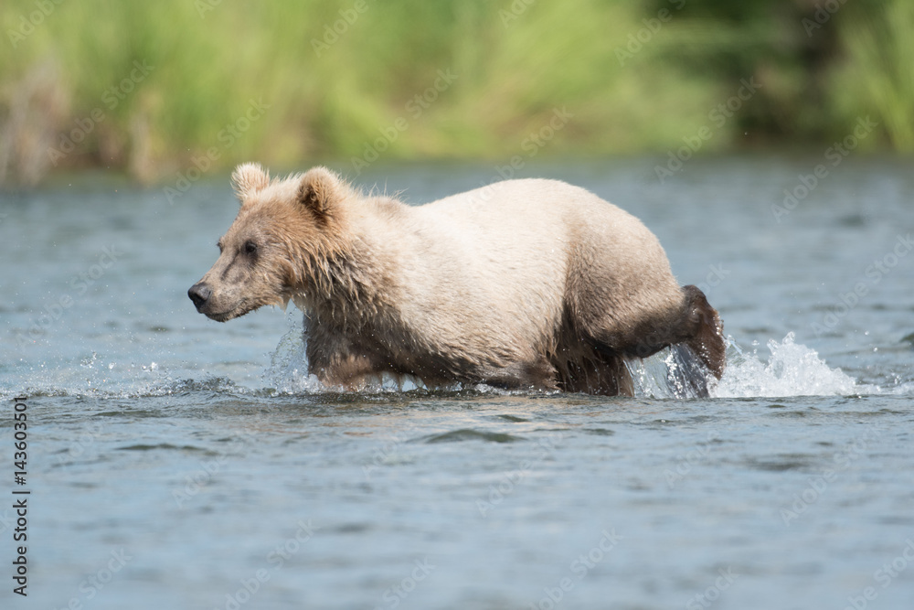 Alaskan brown bear cub Alaskan brown bear cub