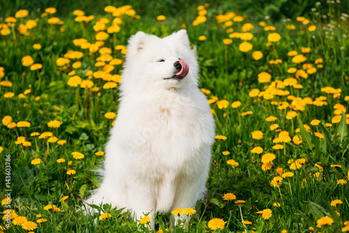 Konstfotografi Young Happy Smiling White Samoyed Dog Or Bjelkier, Smiley, Sammy