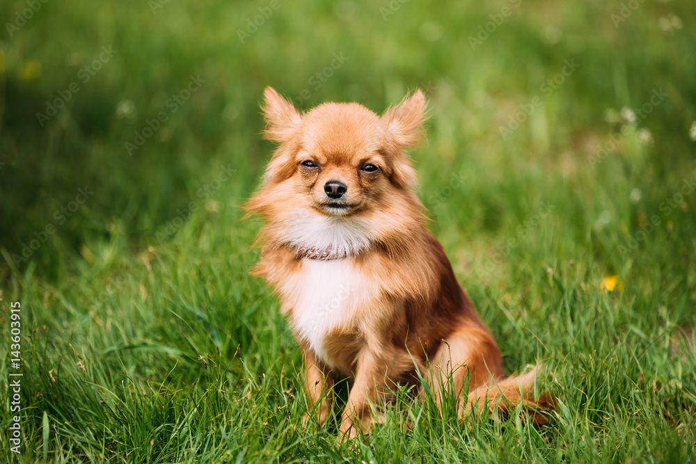 Beautiful Funny Young Red Brown And White Tiny Chihuahua Dog Sitting