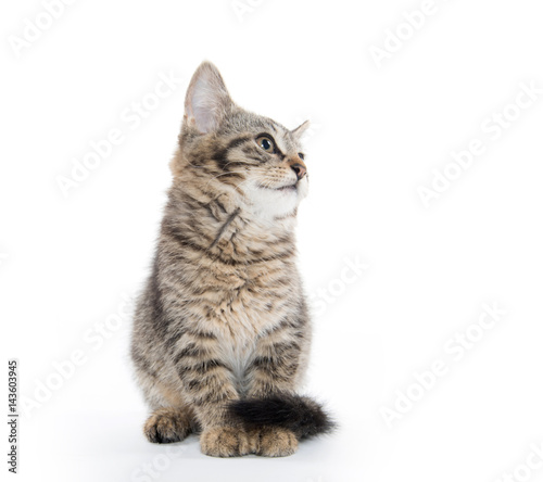 Cute tabby on whiteq