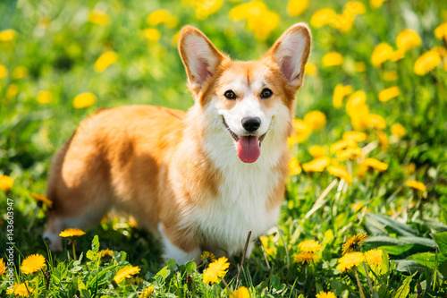Quadro em tela Pembroke Welsh Corgi Dog Puppy Playing In Green Summer Grass.
