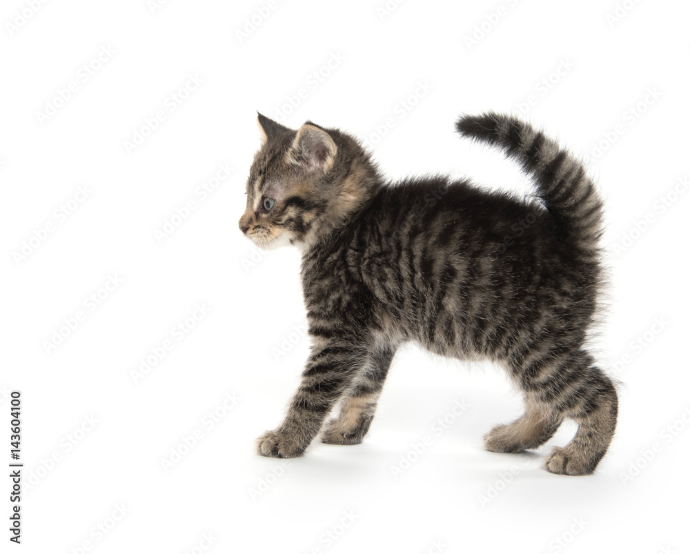 Scared kitten with arched back