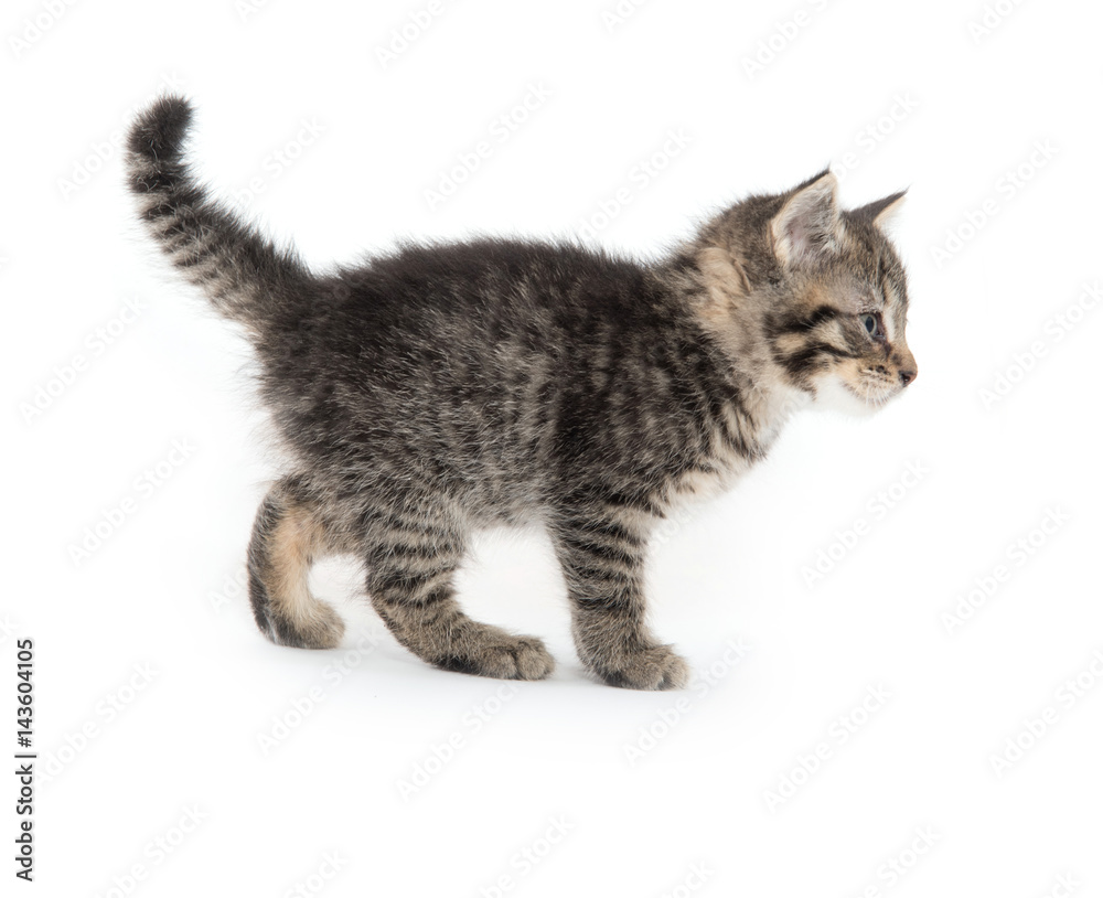 Cute tabby kitten on white Cute tabby kitten on white