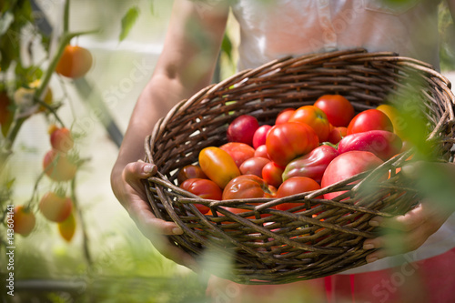 Ripe organic tomatoes in greenhouse in a garden ready to harvest. Closeup of basket with fresh vegetables in woman's hands. Healthy food concept