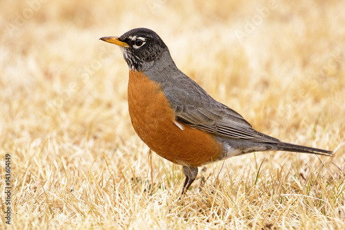 American robin in a garden, close up
