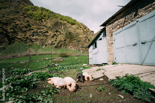 Household Pigs Resting On Ground In Dirt In Yard Of Village Hous