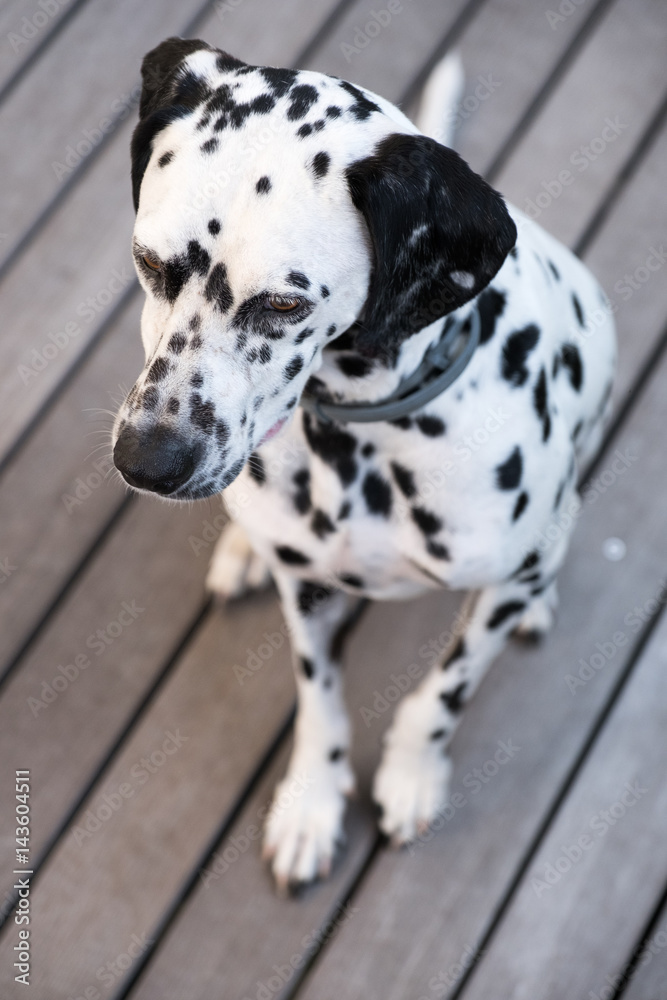 head of a dalmatian dog