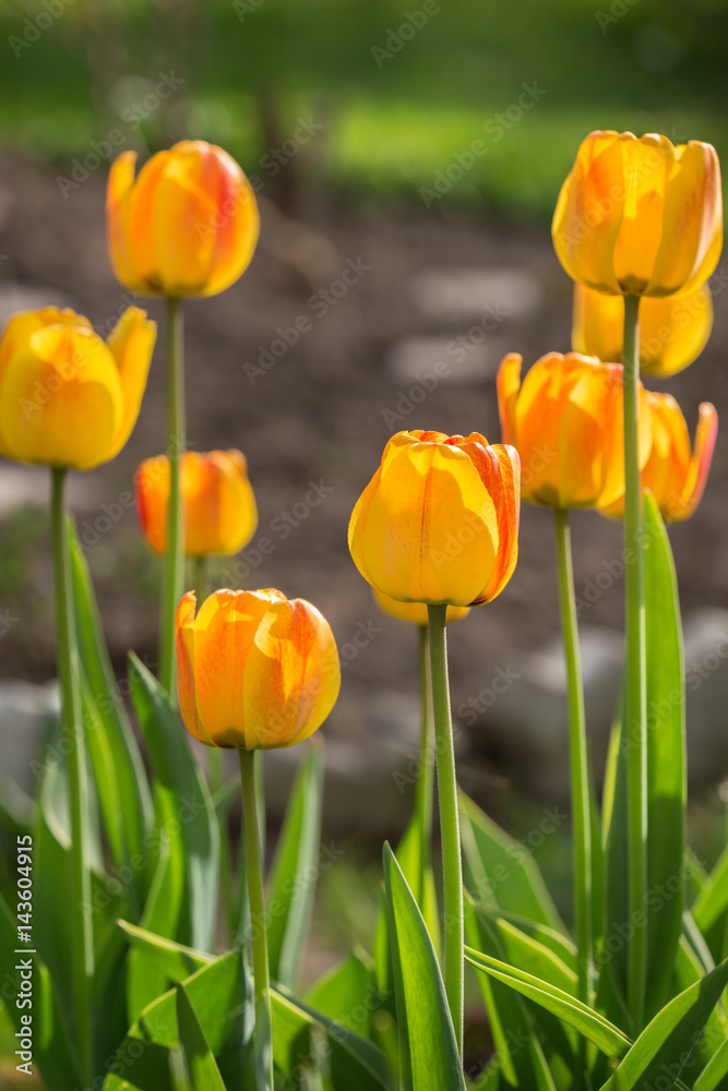 Obraz premium Blossoming yellow tulips. Springtime