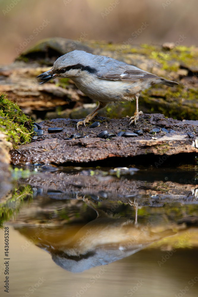 Beautiful Nuthatch perched on a tree stump Beautiful Nuthatch perched on a tree stump