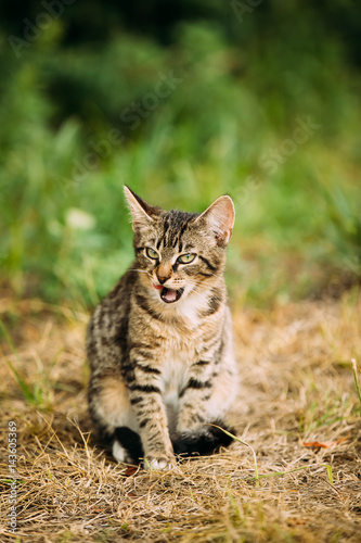 Cute Tabby Gray Cat Kitten Pussycat Play In Grass Outdoor At Summer