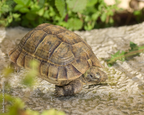 tortue terrestre