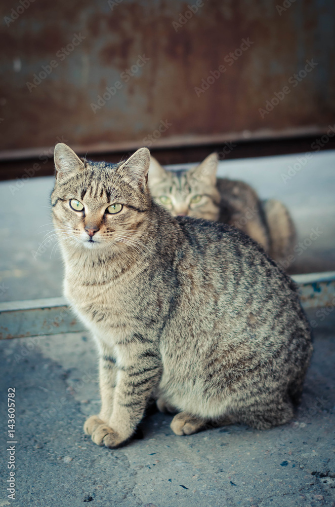2 identical grey cat looking at the camera, one of the animals in focus. Shooting on the street 2 identical grey cat looking at the camera, one of the animals in focus. Shooting on the street