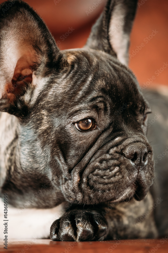Close Up Potrait Of Young Black French Bulldog Dog Puppy