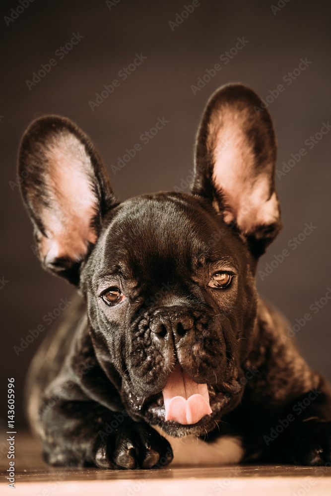 Young Black French Bulldog Dog Puppy With White Spot Yawning Indoor