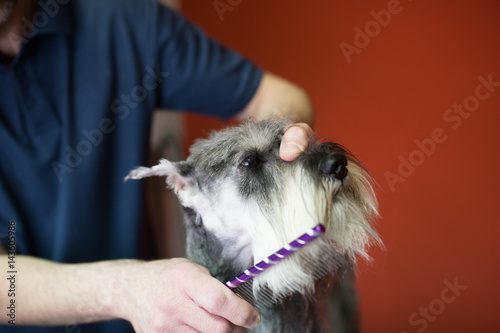 Male groomer grooming 'salt and pepper' miniature schnauzer at grooming salon. Selective focus on dog's eye.