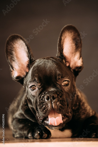Young Black French Bulldog Dog Puppy With White Spot Yawning Indoor © Grigory Bruev