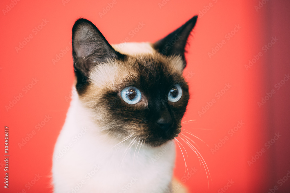 Close Up Portrait Of Mekong Bobtail Cat Kitten At Red Background