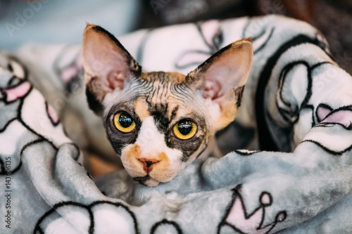 Hairess Sphynx Cat Kitten Snugly Wrapped In A Blanket