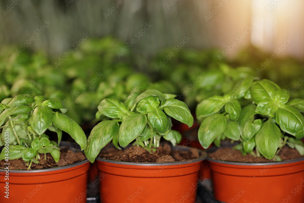 Fresh basil herbs in pot from organic farm Fresh basil herbs in pot from organic farm