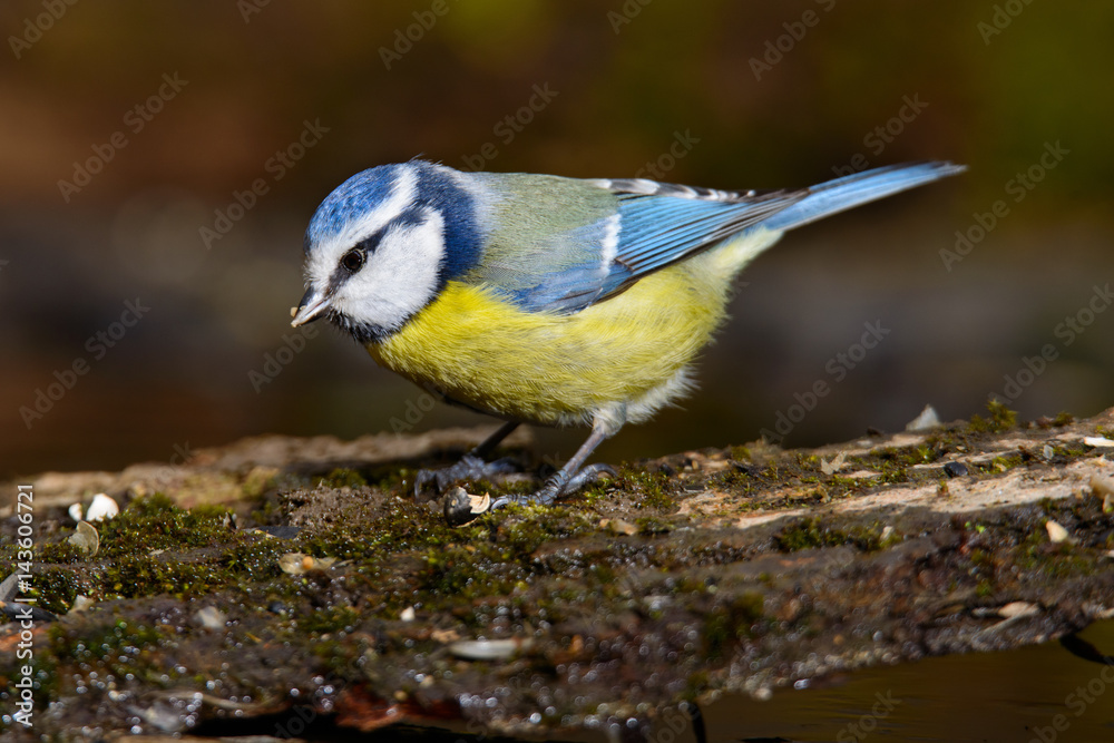 Obraz premium Blue tit sitting on a tree