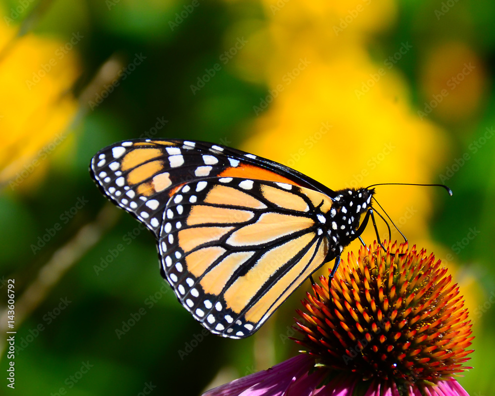 Monarch butterfly feeding on pink cone flower Monarch butterfly feeding on pink cone flower