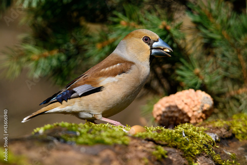 In the female Grosbeak sitting on a tree with green needles