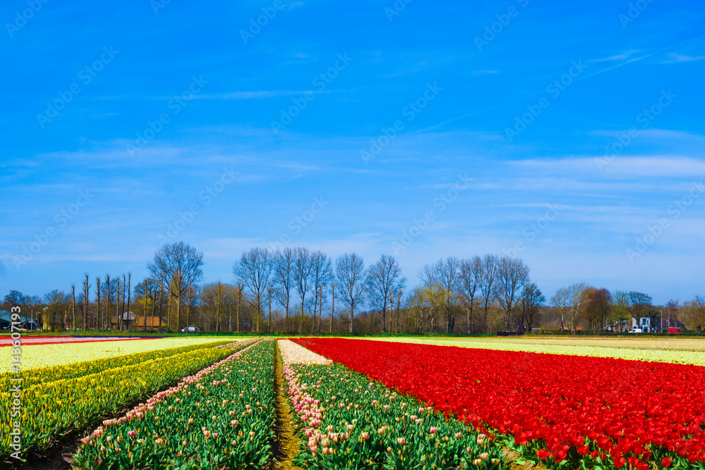 Beautiful tulips field. Beautiful flower background.
