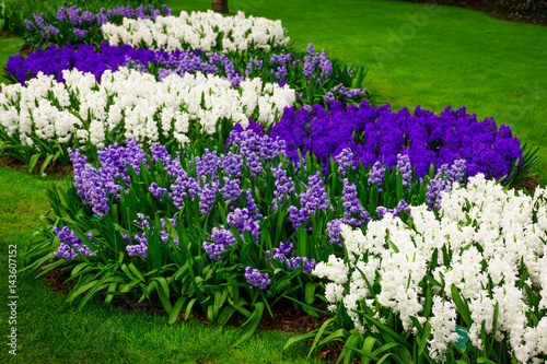 beautiful  hyacinths. Beautiful flowers background