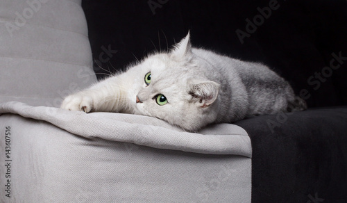 Katze auf der Couch photo