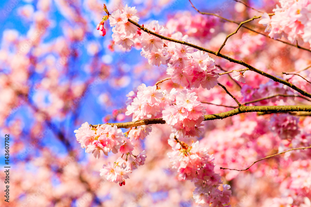 Sakura flowers blooming. Beautiful pink cherry blossom Sakura flowers blooming. Beautiful pink cherry blossom