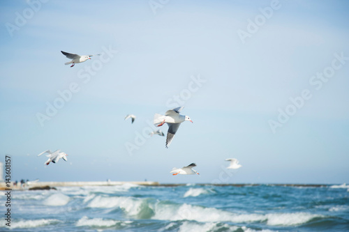Flock of flying seagulls in blue sky under sea waves