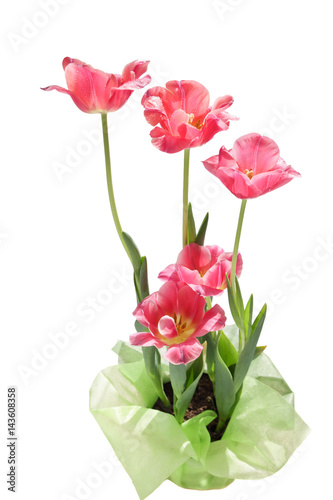 tulips in a pot on a white background