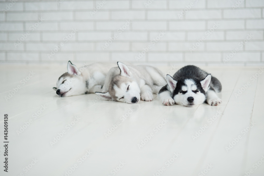 Husky puppies sleeping