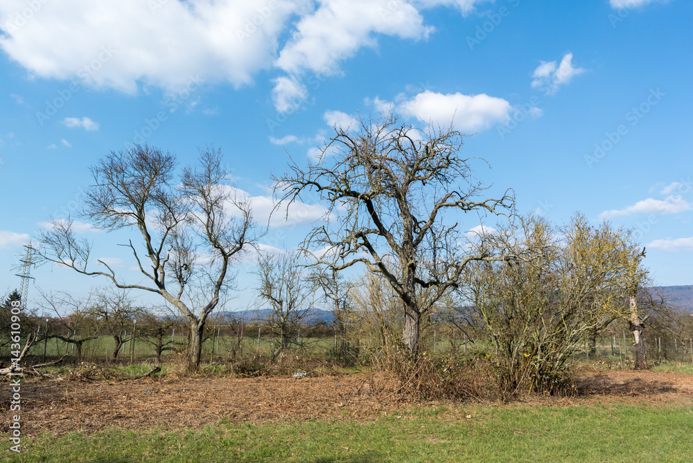 Apple Trees On A Summer Day