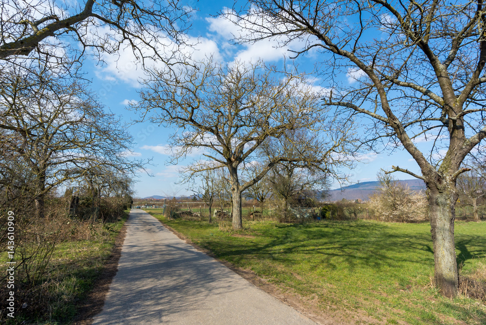 Apple Trees On A Summer Day