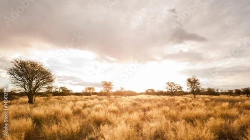 Linear pull-back abstract timelapse of a typical Savanna Bushveld landscape with Acacia trees and tall grass and an African sunset with beautiful scattered clouds available on request.