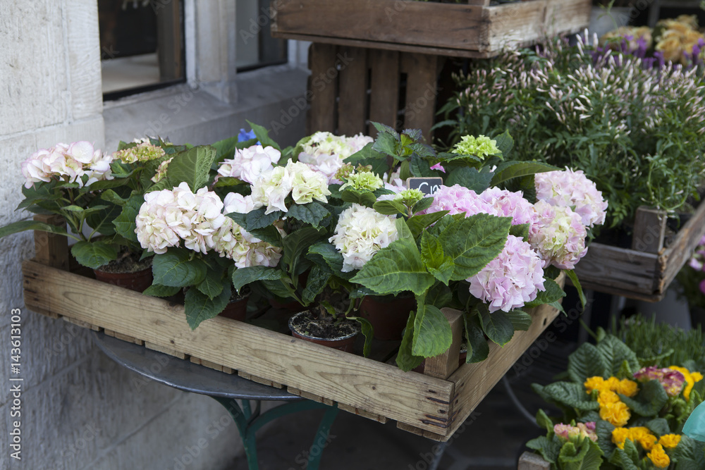 Fototapeta premium pot with a pink hydrangea, and ivy adorn the entrance to the house