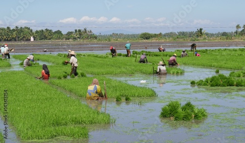 Rice field preparation. Farm workers prepare the rice seedlings for planting in rice fields in Banaybanay, Davao Oriental Philippines 