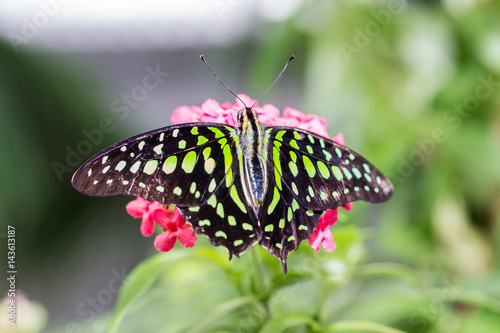 Tailed Jay Butterfly resting on green vegatation.