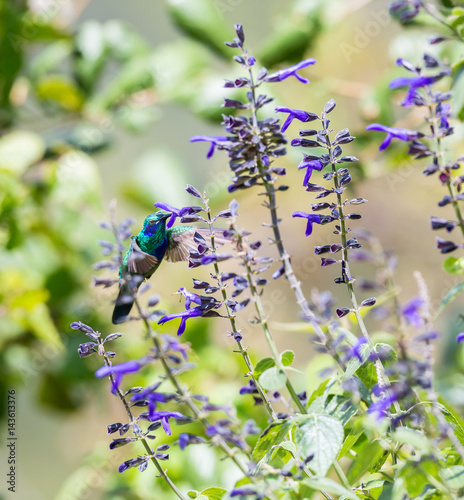 The incredibly beautiful Green Violet Eared Hummingbird in the central mountains of Mexico. This is a rare picture of a medium sized hummingbird that is very elusive and shy and is one special bird. 