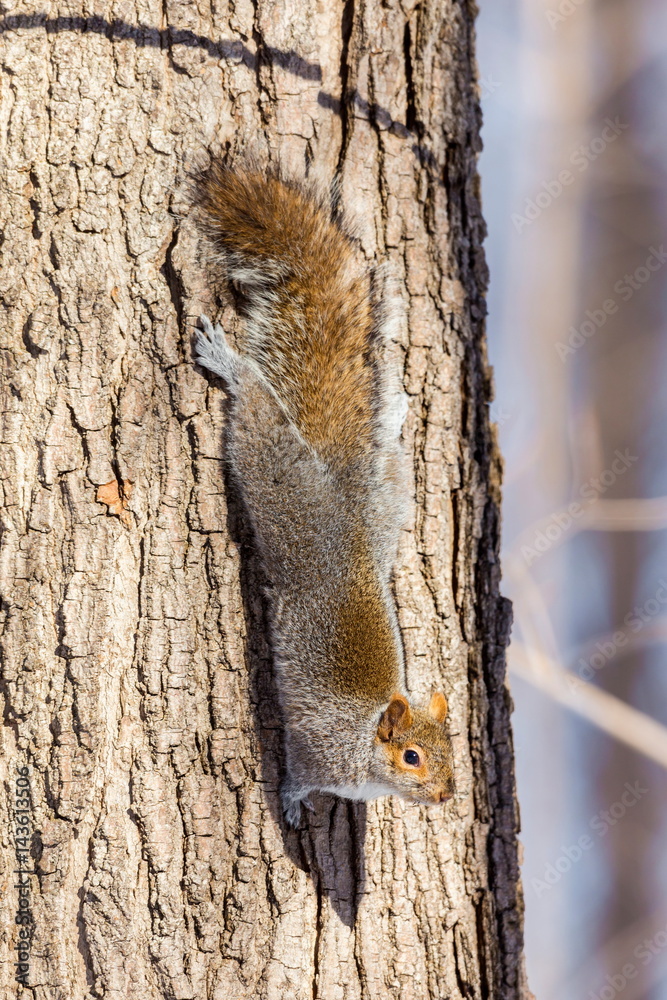 Obraz premium The eastern Grey Squirrel is native to the eastern and midwestern United States, and to the southerly portions of the eastern provinces of Canada. They are common in parks in Quebec Canada.