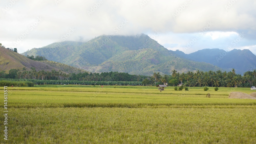 Ricefields in Davao Oriental A picturesque roadside view of green rice fields in Banaybanay, Davao Oriental Philippines