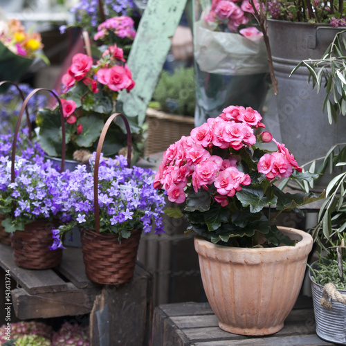 the Begonia and Campaign in pots as a decoration of the wall of the house